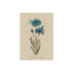 Postkarte Kornblume
